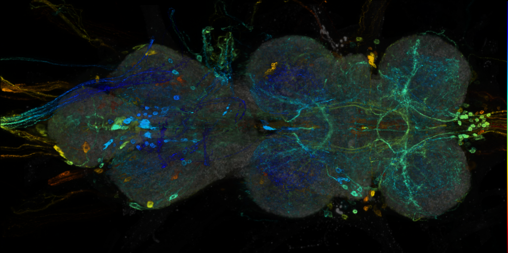 P{VT044709-GAL4} expression pattern