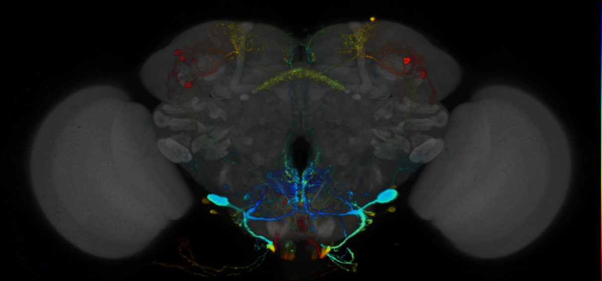 P{VT045150-GAL4} expression pattern