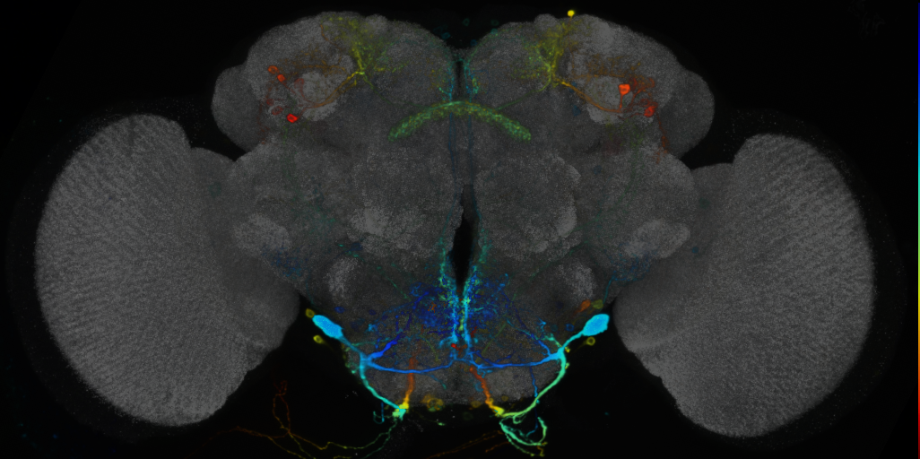 P{VT045150-GAL4} expression pattern