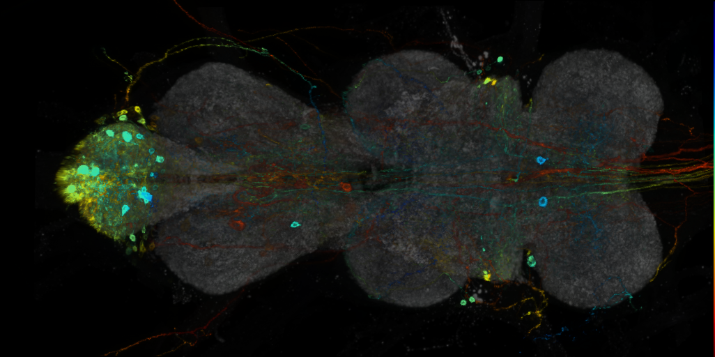 P{VT045150-GAL4} expression pattern