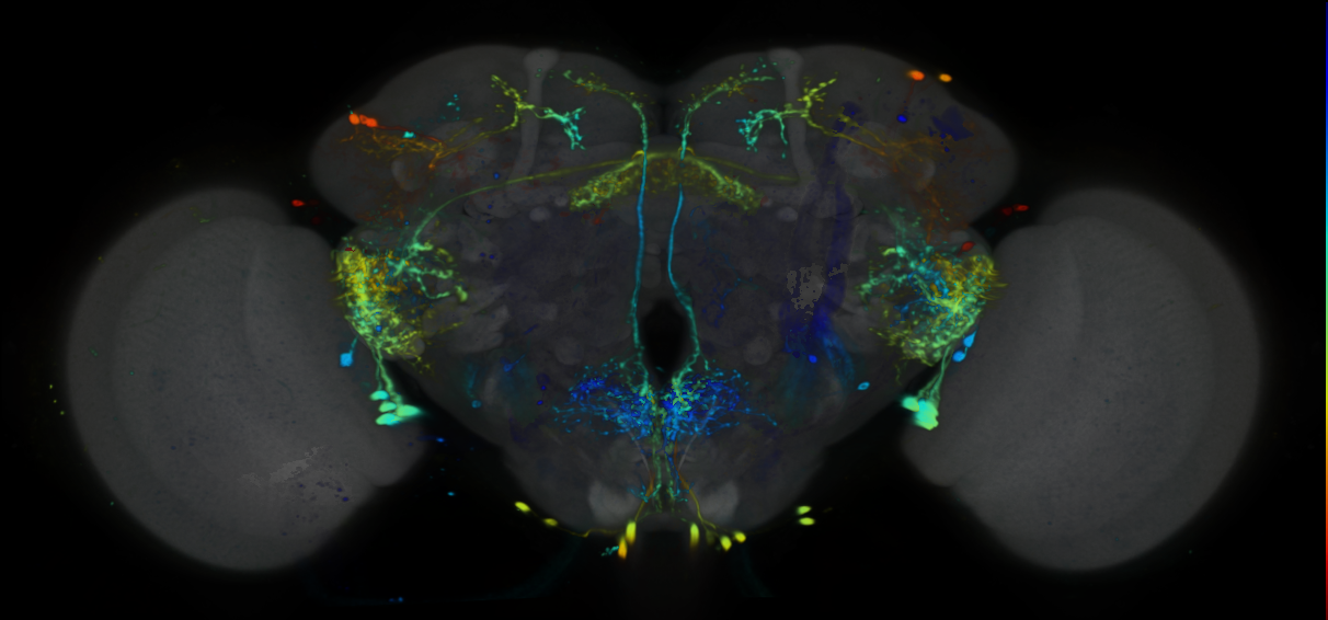 P{VT045194-GAL4} expression pattern