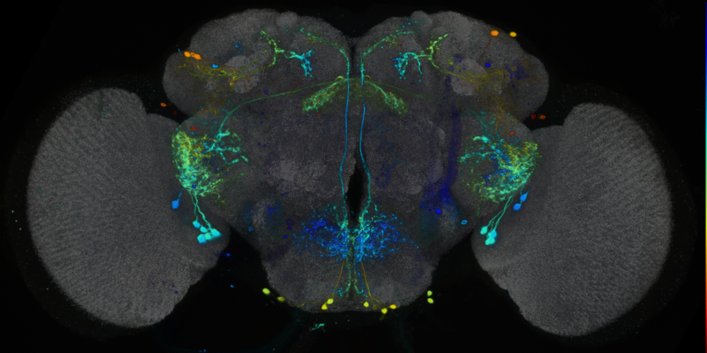 P{VT045194-GAL4} expression pattern