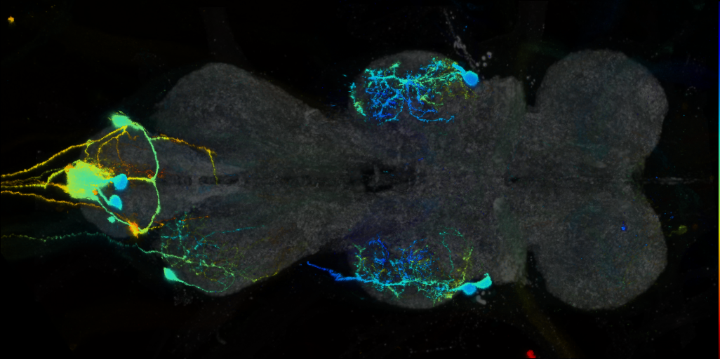 P{VT045194-GAL4} expression pattern