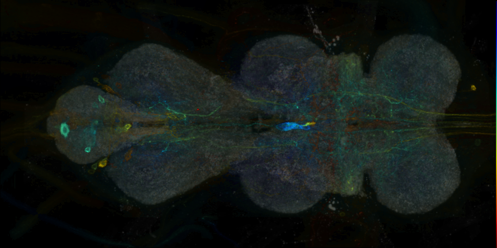 P{VT045326-GAL4} expression pattern