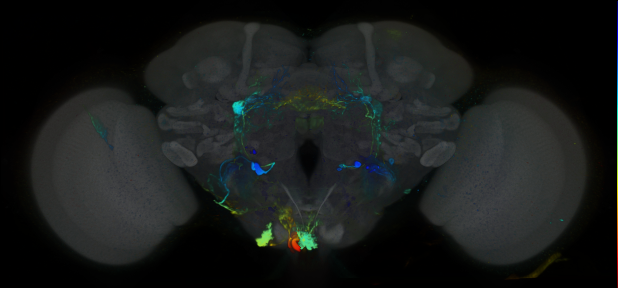 P{VT045332-GAL4} expression pattern