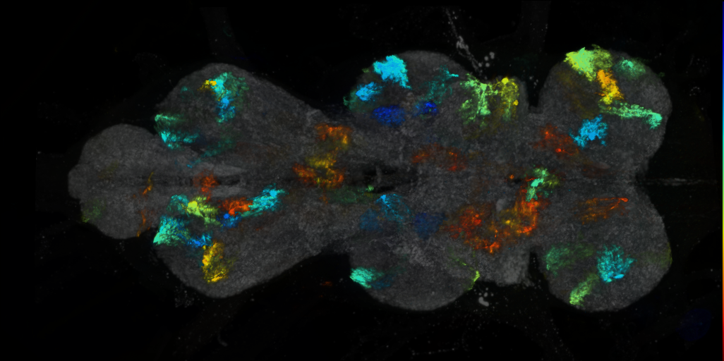 P{VT045332-GAL4} expression pattern