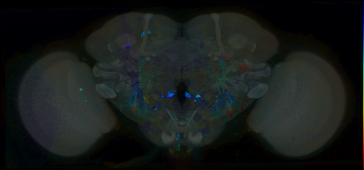 P{VT045637-GAL4} expression pattern