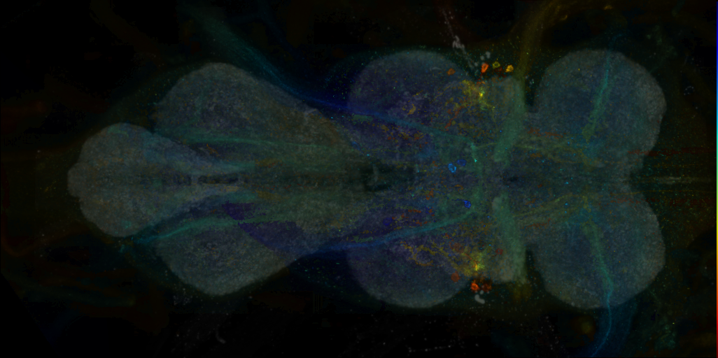 P{VT045637-GAL4} expression pattern