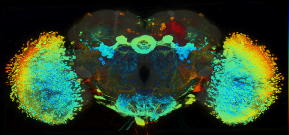 P{VT045642-GAL4} expression pattern
