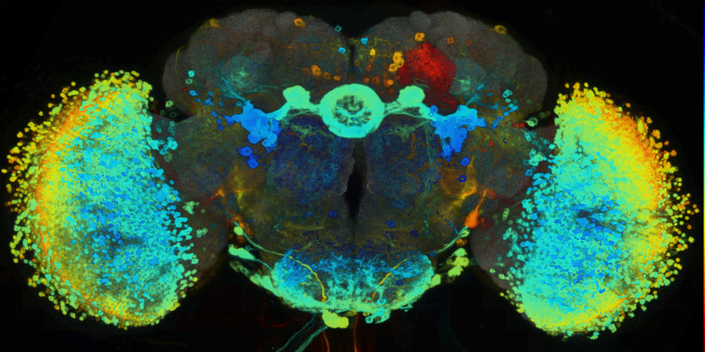 P{VT045642-GAL4} expression pattern