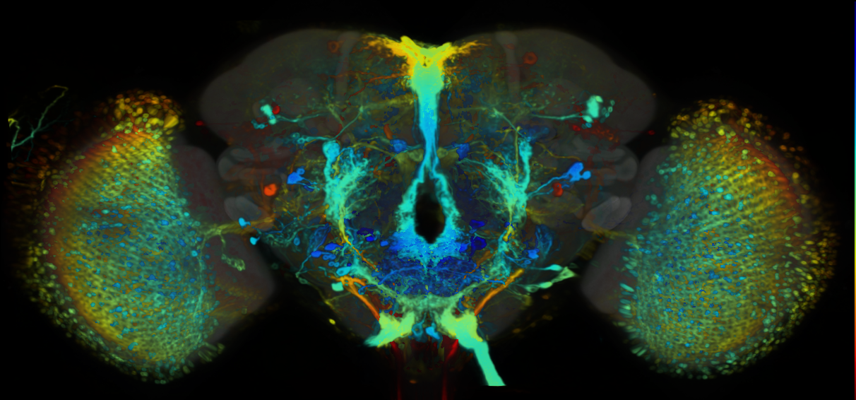 P{VT045655-GAL4} expression pattern