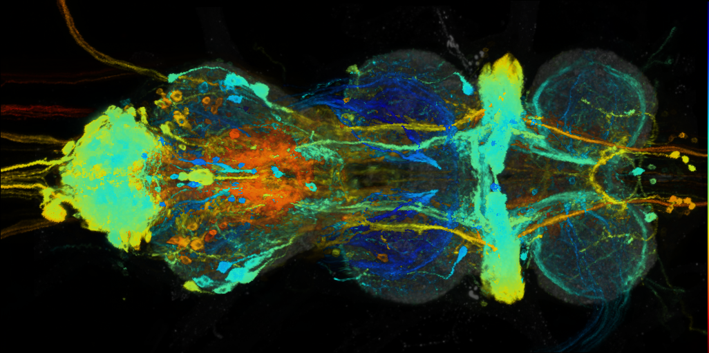 P{VT045655-GAL4} expression pattern