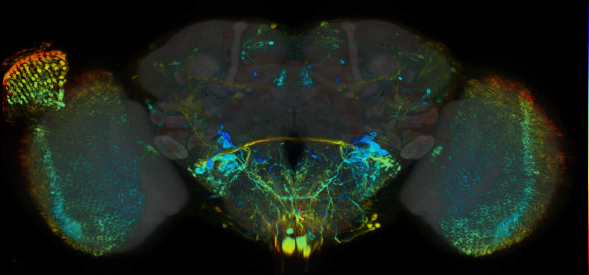 P{VT045791-GAL4} expression pattern
