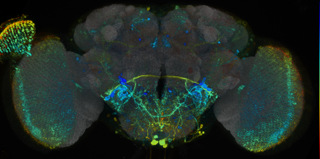 P{VT045791-GAL4} expression pattern