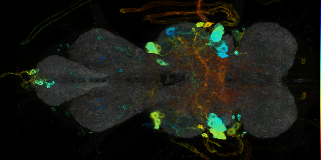 P{VT045791-GAL4} expression pattern