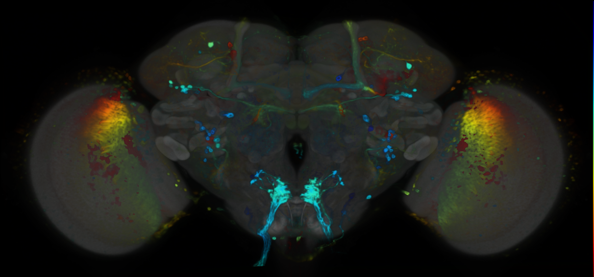 P{VT045975-GAL4} expression pattern