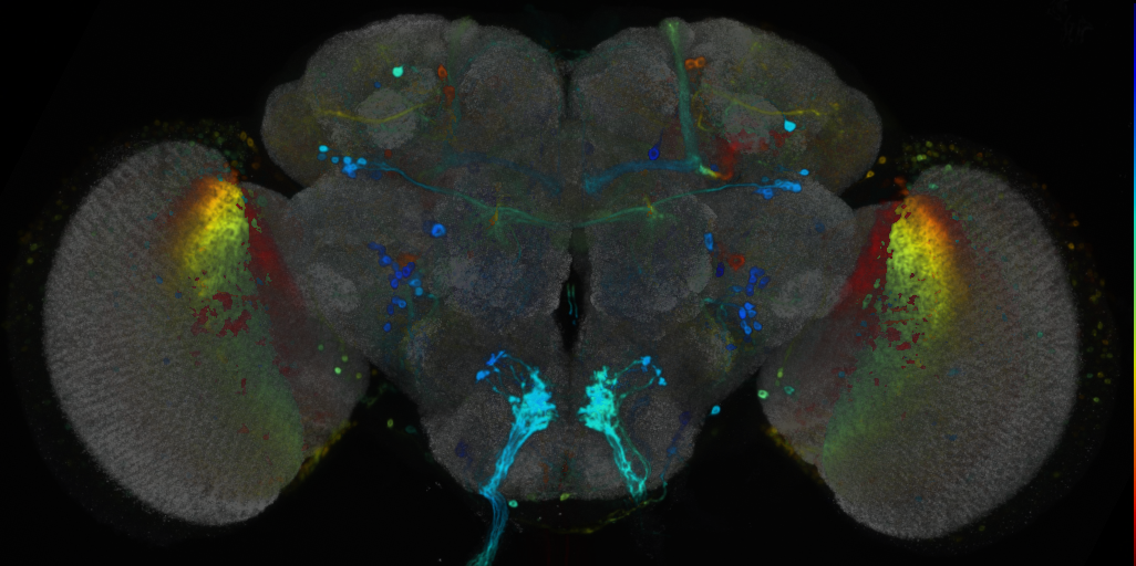 P{VT045975-GAL4} expression pattern