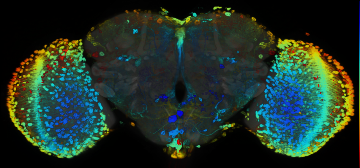 P{VT046809-GAL4} expression pattern