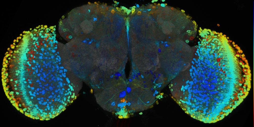 P{VT046809-GAL4} expression pattern