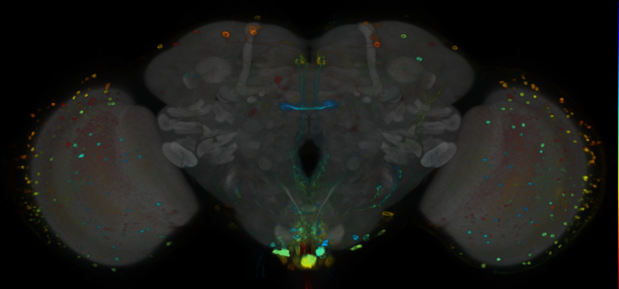 P{VT046821-GAL4} expression pattern