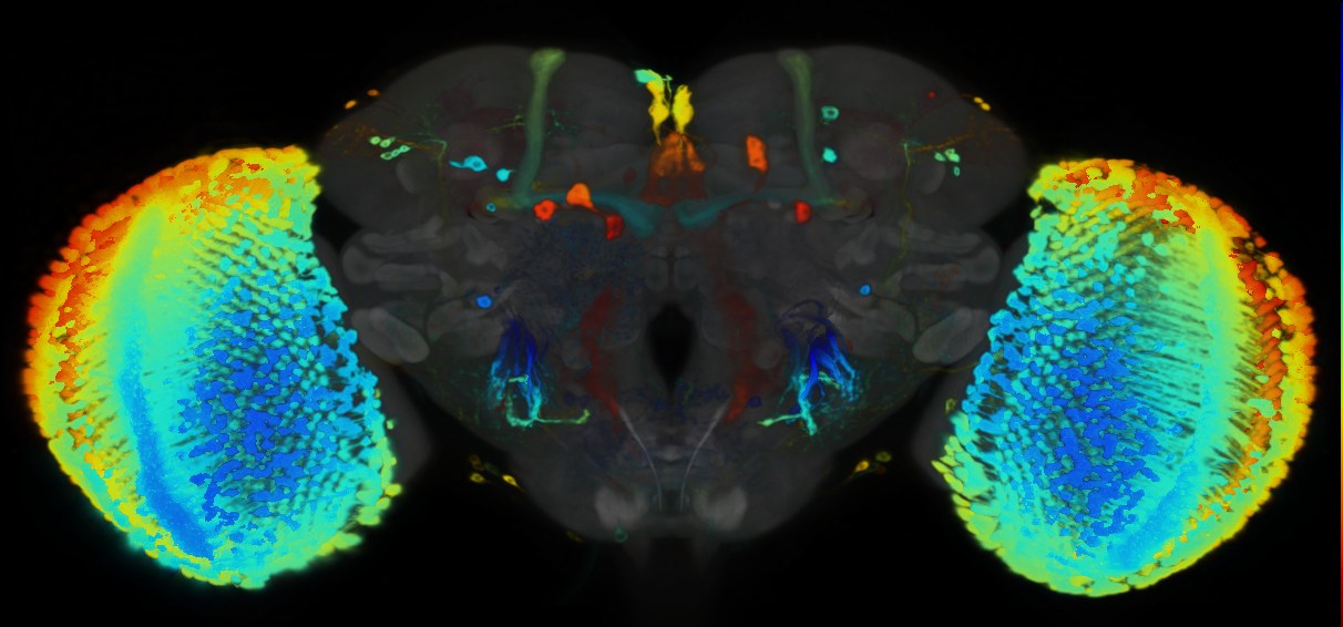 P{VT047170-GAL4} expression pattern
