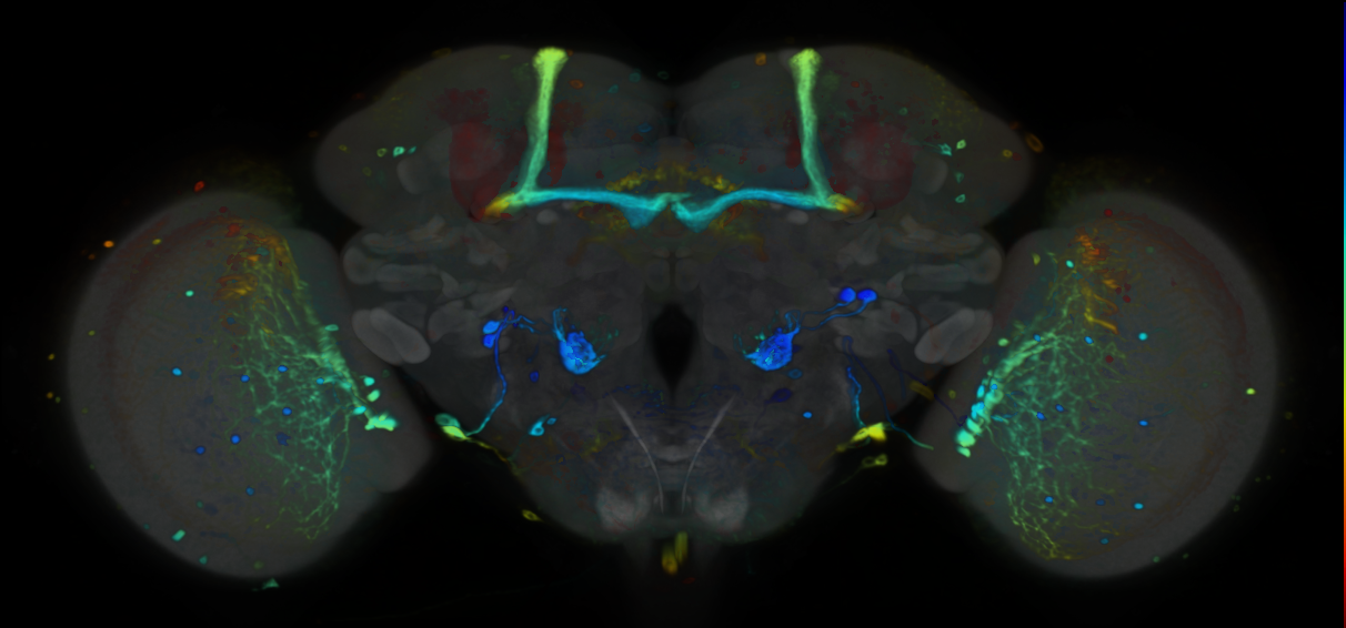 P{VT047885-GAL4} expression pattern
