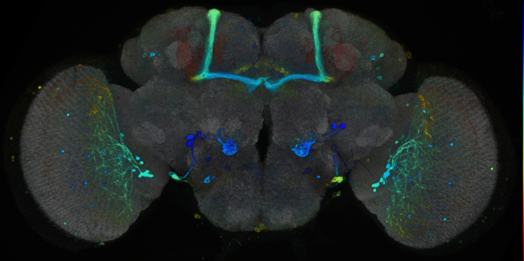 P{VT047885-GAL4} expression pattern
