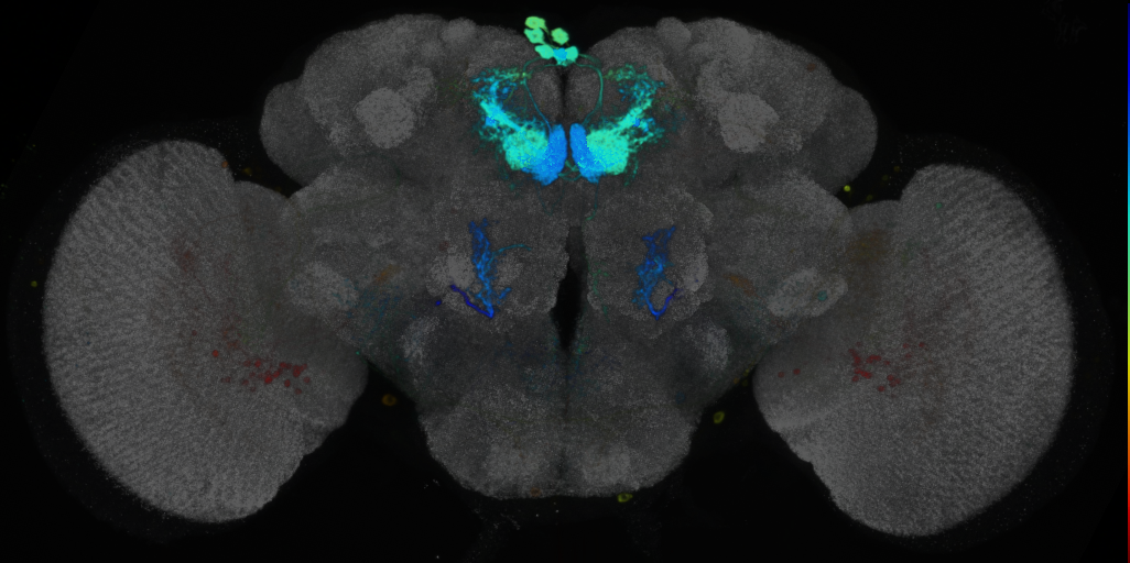P{VT048153-GAL4} expression pattern