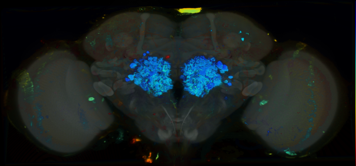 P{VT048493-GAL4} expression pattern