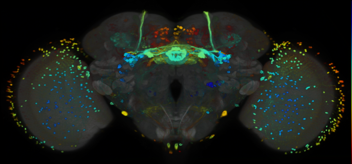 P{VT048582-GAL4} expression pattern
