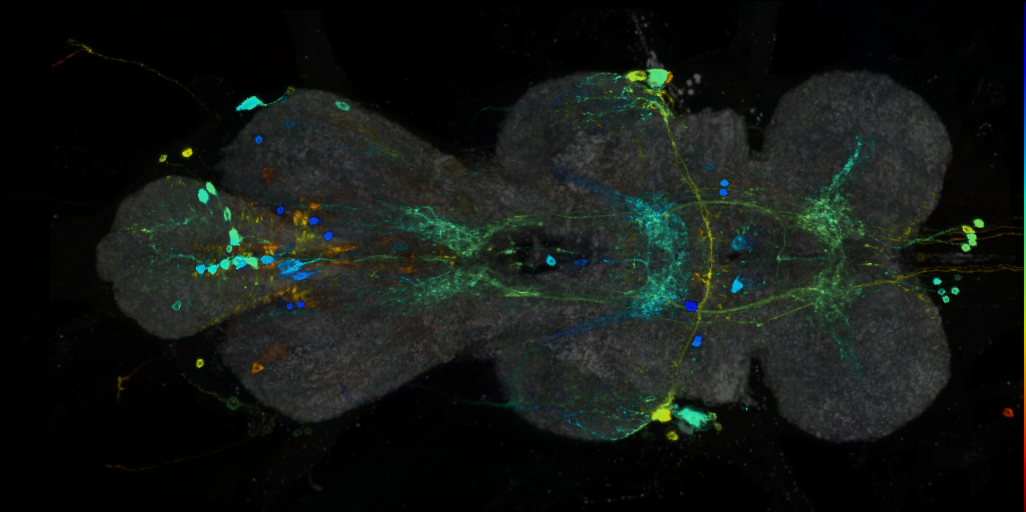 P{VT048582-GAL4} expression pattern