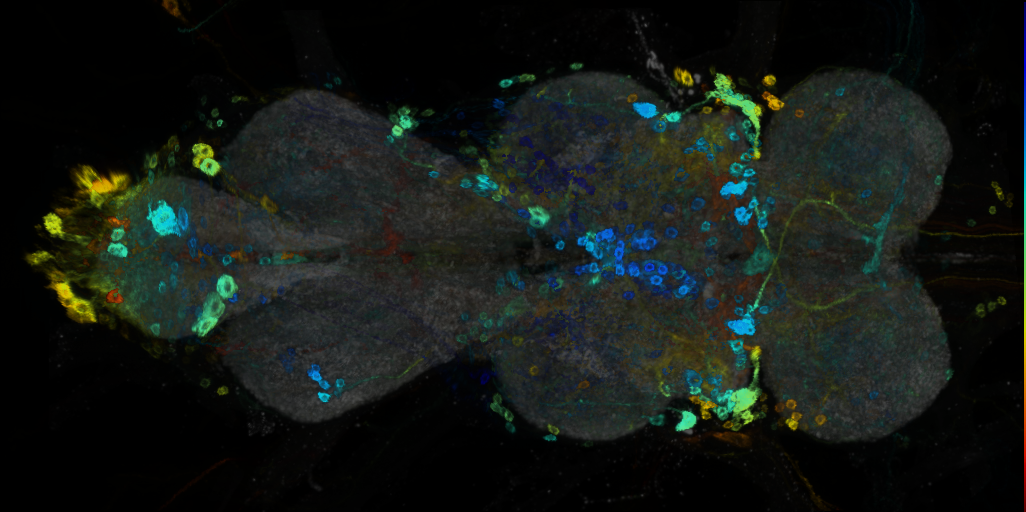 P{VT048839-GAL4} expression pattern