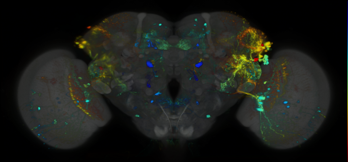 P{VT048874-GAL4} expression pattern