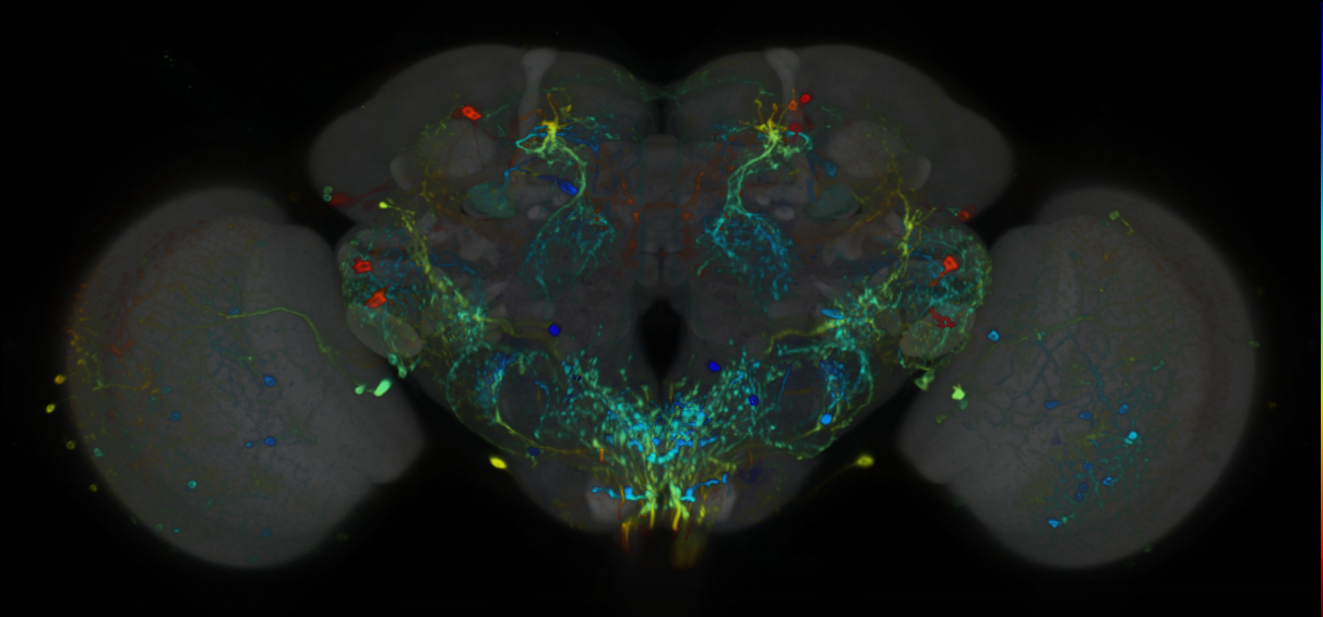P{VT049126-GAL4} expression pattern