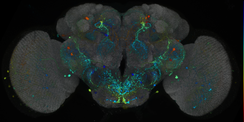 P{VT049126-GAL4} expression pattern