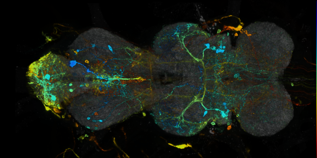 P{VT049727-GAL4} expression pattern