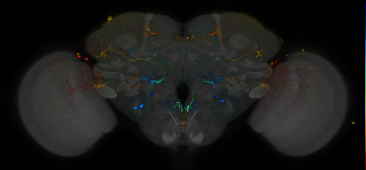 P{VT050157-GAL4} expression pattern