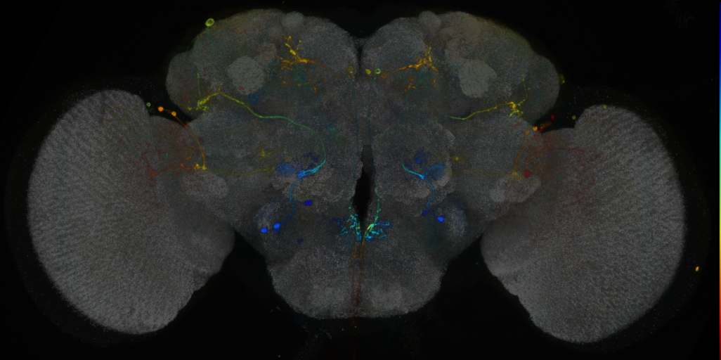P{VT050157-GAL4} expression pattern