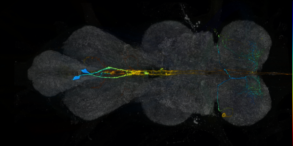 P{VT050157-GAL4} expression pattern
