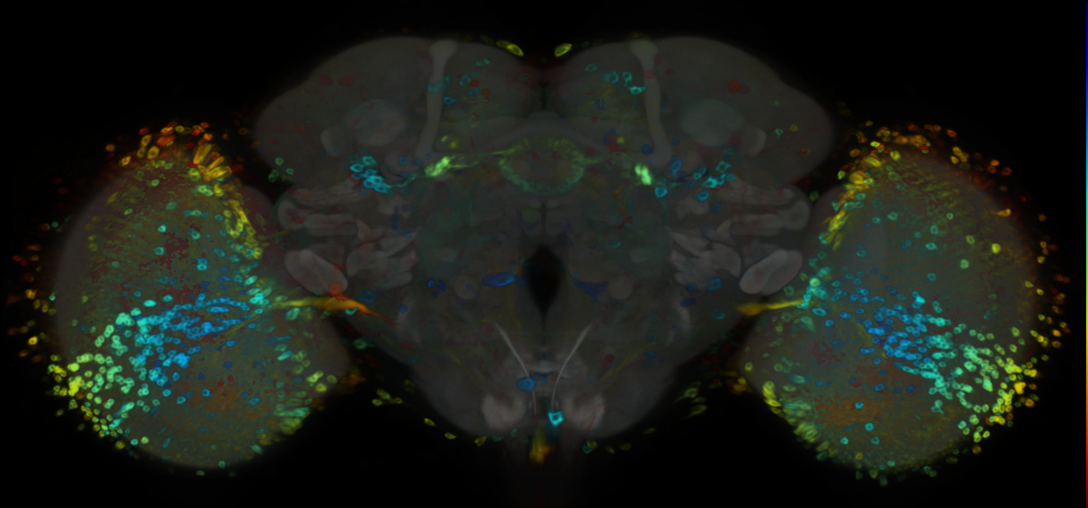 P{VT050163-GAL4} expression pattern