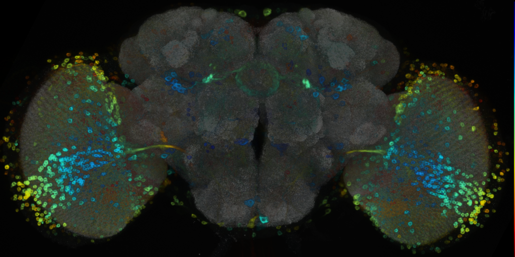P{VT050163-GAL4} expression pattern