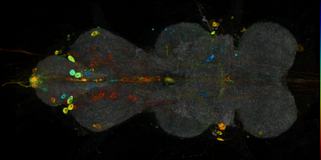 P{VT050163-GAL4} expression pattern