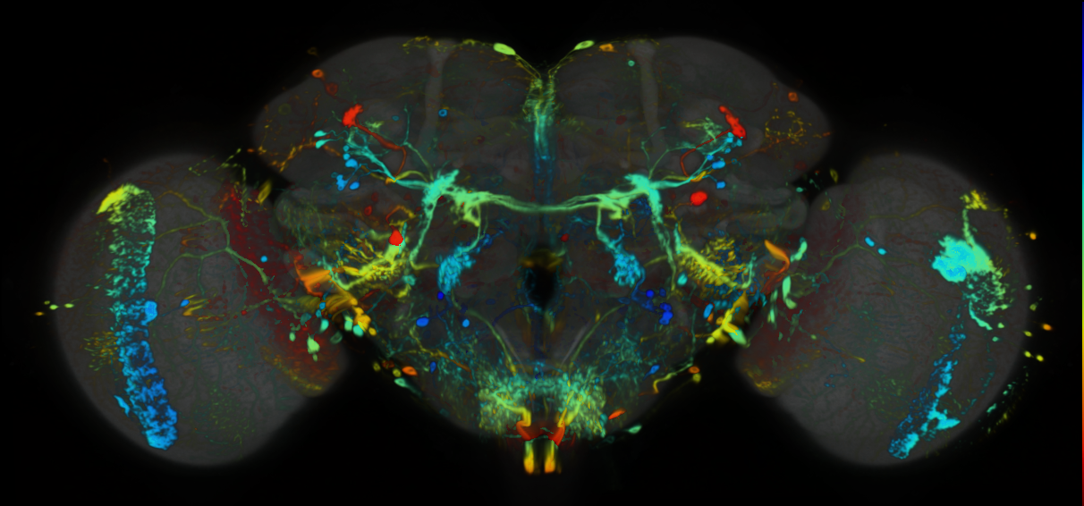 P{VT050218-GAL4} expression pattern
