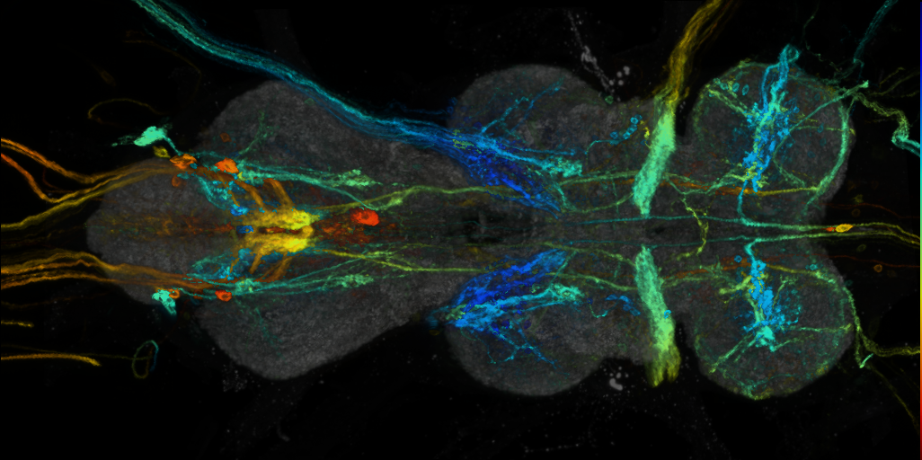 P{VT050229-GAL4} expression pattern