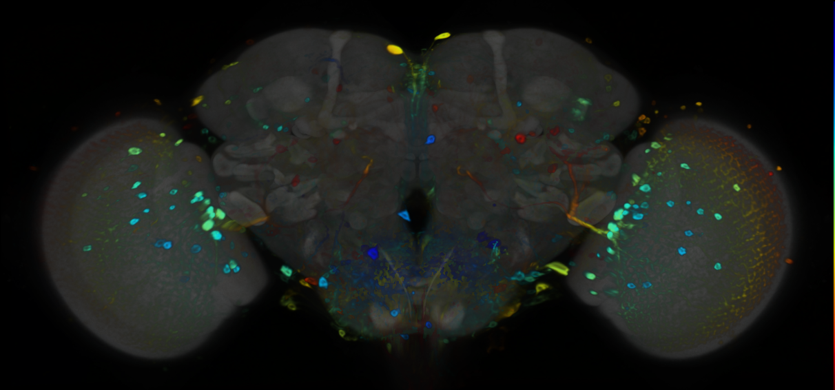 P{VT050275-GAL4} expression pattern