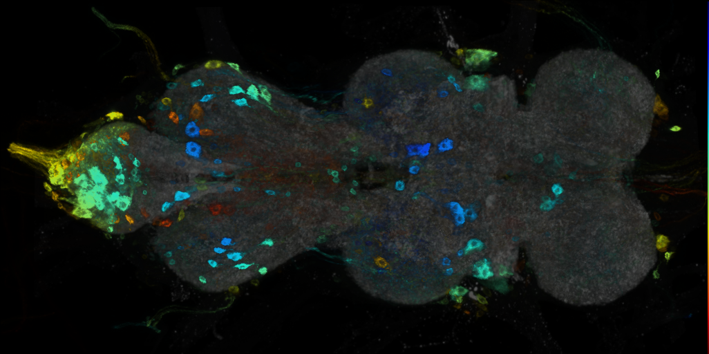 P{VT050275-GAL4} expression pattern