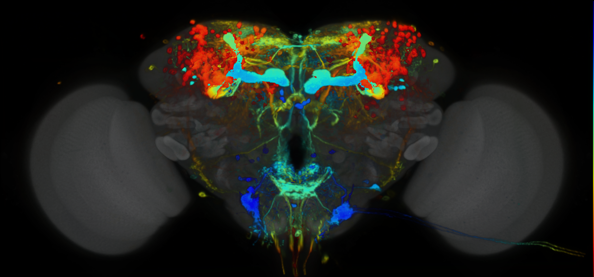P{VT050658-GAL4} expression pattern