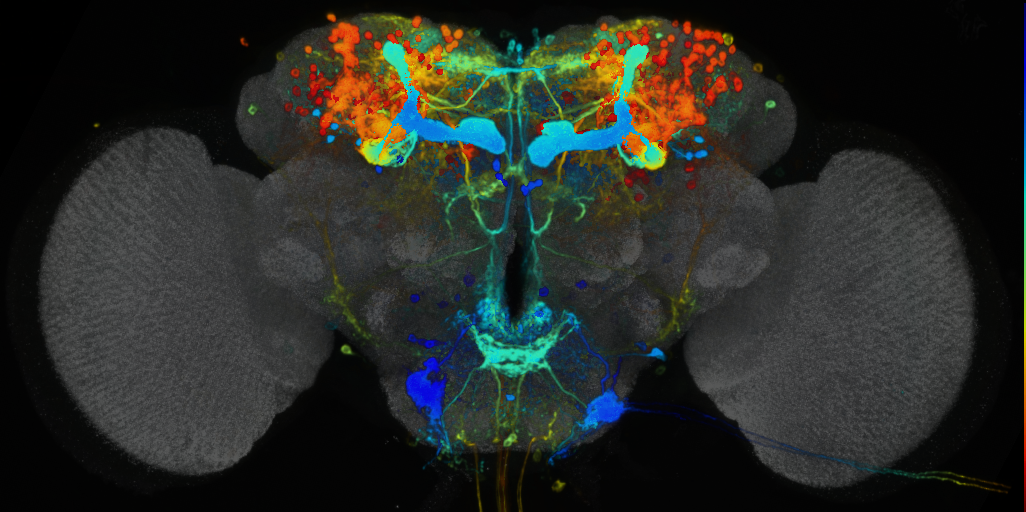 P{VT050658-GAL4} expression pattern
