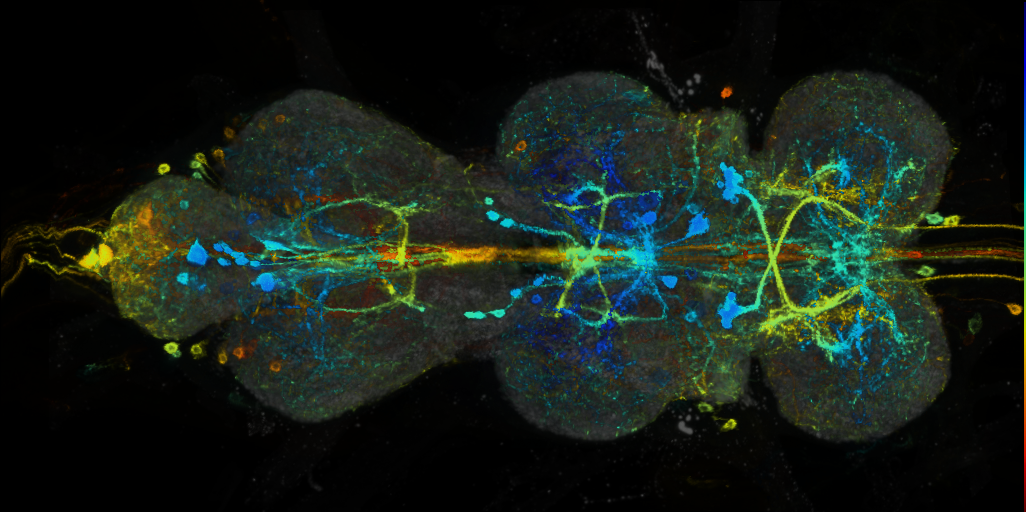 P{VT050658-GAL4} expression pattern
