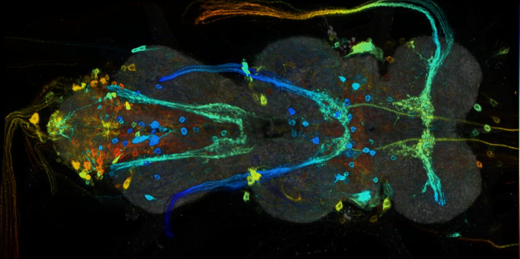 P{VT055391-GAL4} expression pattern